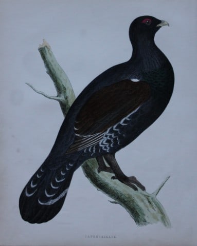 Rev FO Morris - Hand coloured engraving of Capercaillie 1870: This hand coloured woodblock engraving is from A History of British Birds by the Rev FO Morris. Published by George Bell and Sons, London 1870.The beautifully hand-coloured illustrations were drawn by