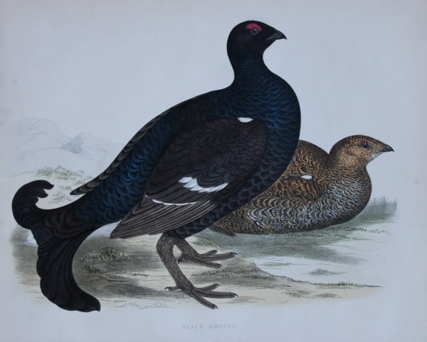 Rev FO Morris - Hand coloured engraving of Black Grouse 1870: This hand coloured woodblock engraving is from A History of British Birds by the Rev FO Morris. Published by George Bell and Sons, London 1870.The beautifully hand-coloured illustrations were drawn by