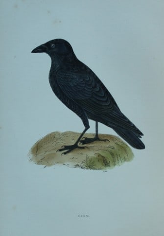 Rev FO Morris - Hand coloured engraving of Crow 1870 (1 of 1)
