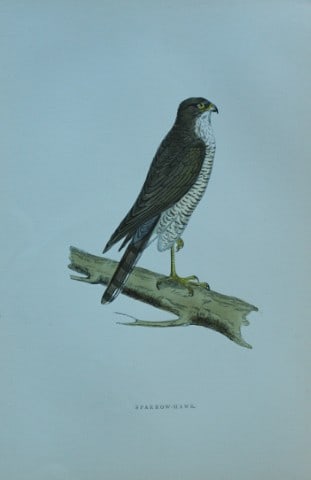 Rev FO Morris - Hand coloured engraving of Sparrowhawk 1870: This hand coloured woodblock engraving is from A History of British Birds by the Rev FO Morris. Published by George Bell and Sons, London 1870.The beautifully hand-coloured illustrations were drawn by