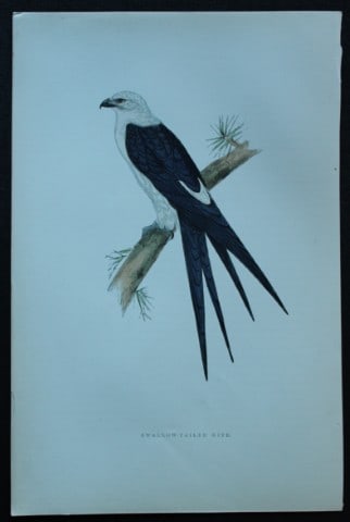 Rev FO Morris - Hand coloured engraving of Swallow-Tailed Kite 1870: This hand coloured woodblock engraving is from A History of British Birds by the Rev FO Morris. Published by George Bell and Sons, London 1870.The beautifully hand-coloured illustrations were drawn by