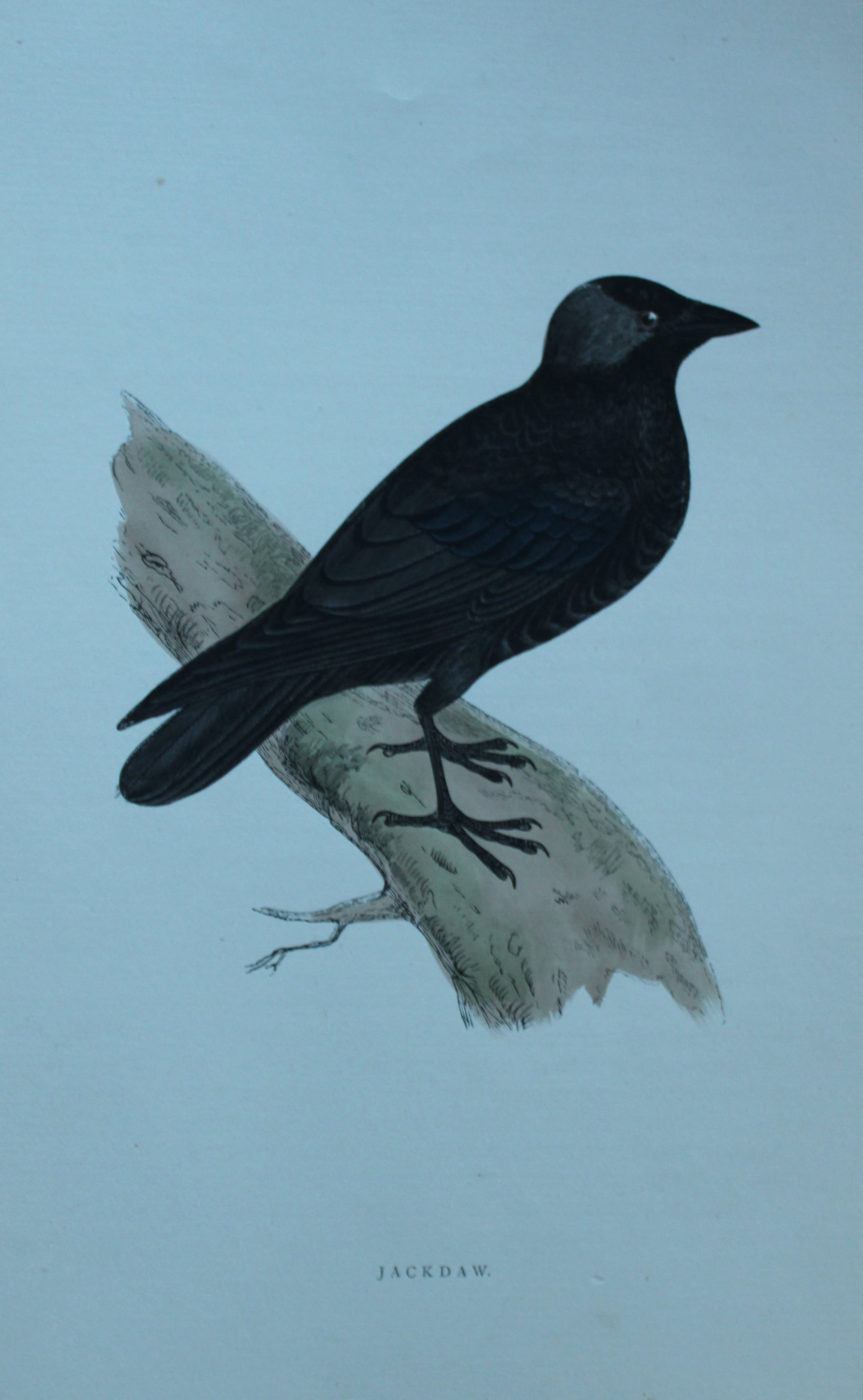 Rev FO Morris - Hand coloured engraving of Jackdaw 1870: This hand coloured woodblock engraving is from A History of British Birds by the Rev FO Morris. Published by George Bell and Sons, London 1870.The beautifully hand-coloured illustrations were drawn by