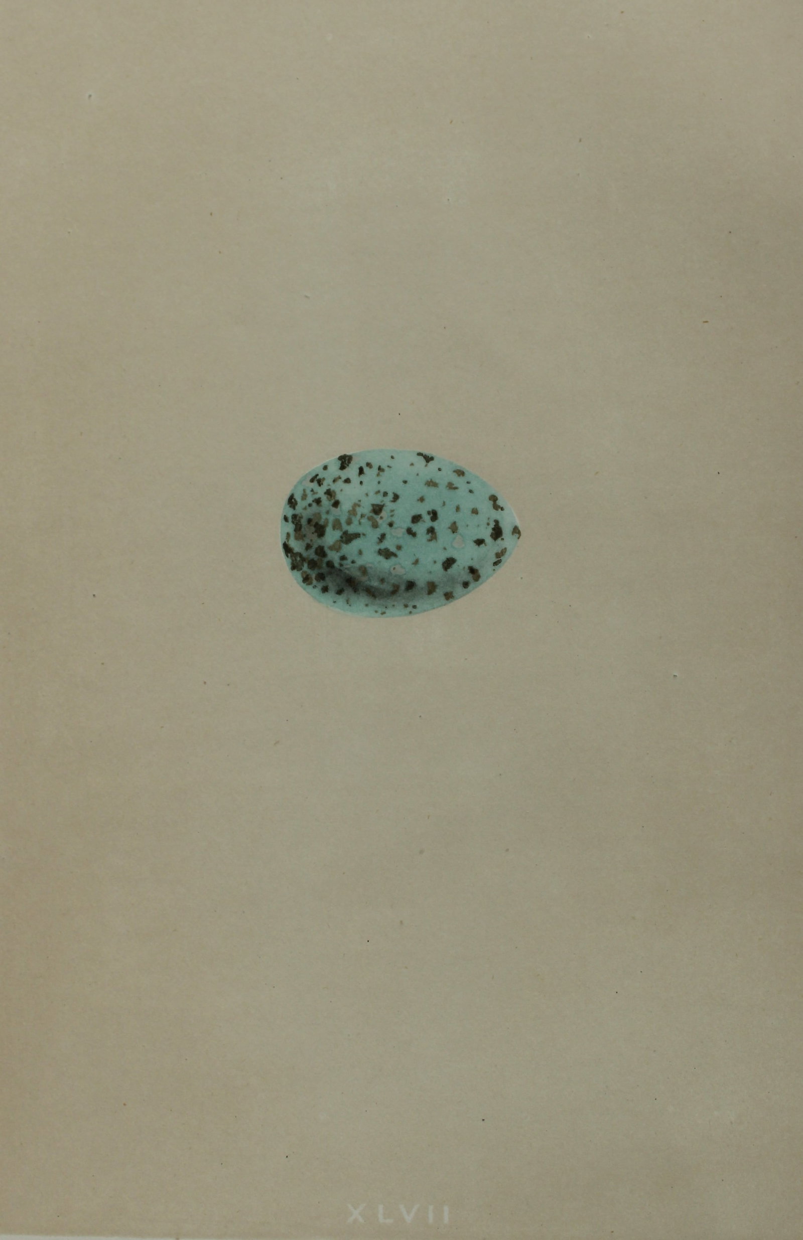 Rev FO Morris - Antique print of Eggs of the Jackdaw 1875: This antique chromolithograph print is from A Natural History of the Nests and Eggs of British Birds by the Rev. F.O. Morris. Published by George Bell and Sons, London 1875. Second edition.Drawn and e