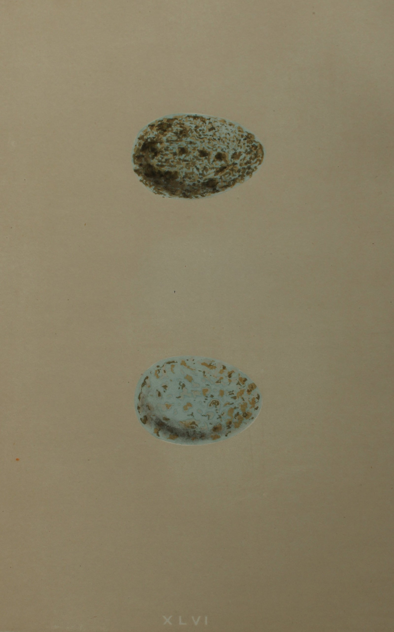 Rev FO Morris - Antique print of Eggs of the Rook 1875: This antique chromolithograph print is from A Natural History of the Nests and Eggs of British Birds by the Rev. F.O. Morris. Published by George Bell and Sons, London 1875. Second edition.Drawn and e