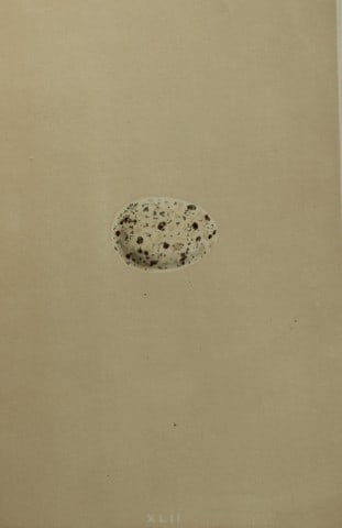 Rev FO Morris - Antique print of Eggs of the Chough 1875: This antique chromolithograph print is from A Natural History of the Nests and Eggs of British Birds by the Rev. F.O. Morris. Published by George Bell and Sons, London 1875. Second edition.Drawn and e