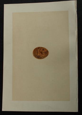 Rev FO Morris - Antique print of Eggs of the Merlin 1875 (1 of 1)