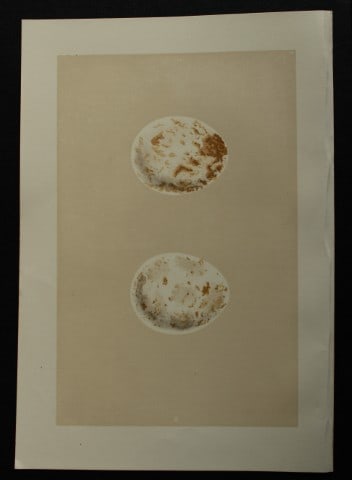 Rev FO Morris - Antique print of Eggs of the Kite 1875 (1 of 1)