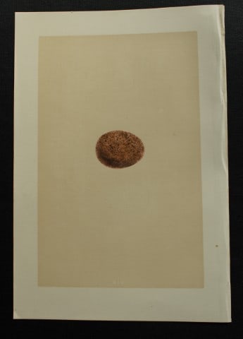 Rev FO Morris - Antique print of Eggs of the Hobby 1875: This antique chromolithograph print is from A Natural History of the Nests and Eggs of British Birds by the Rev. F.O. Morris. Published by George Bell and Sons, London 1875. Second edition.Drawn and e