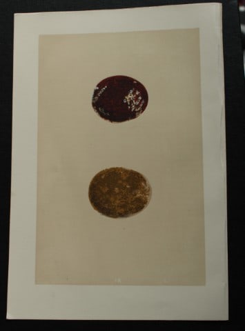 Rev FO Morris - Antique print of Eggs of the Honey Buzzard 1875: This antique chromolithograph print is from A Natural History of the Nests and Eggs of British Birds by the Rev. F.O. Morris. Published by George Bell and Sons, London 1875. Second edition.Drawn and e