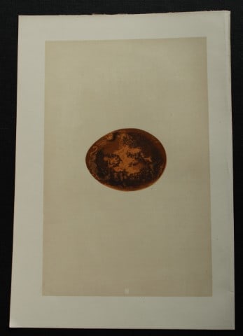 Rev FO Morris - Antique print of Eggs of the Egyptian Vulture 1875: This antique chromolithograph print is from A Natural History of the Nests and Eggs of British Birds by the Rev. F.O. Morris. Published by George Bell and Sons, London 1875. Second edition.Drawn and e