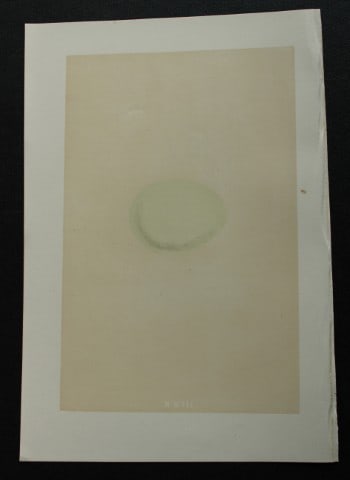 Rev FO Morris - Antique print of Eggs of the Goshawk 1875 (1 of 1)