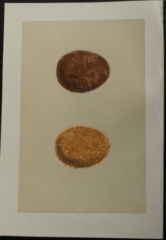 Rev FO Morris - Antique print of Eggs of the Jer-Falcon 1875: This antique chromolithograph print is from A Natural History of the Nests and Eggs of British Birds by the Rev. F.O. Morris. Published by George Bell and Sons, London 1875. Second edition.Drawn and e