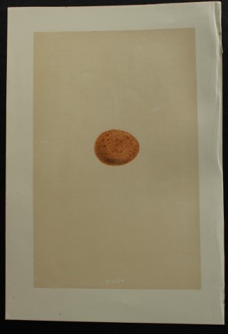 Rev FO Morris - Antique print of Eggs of the Lesser Kestrel 1875: This antique chromolithograph print is from A Natural History of the Nests and Eggs of British Birds by the Rev. F.O. Morris. Published by George Bell and Sons, London 1875. Second edition.Drawn and e