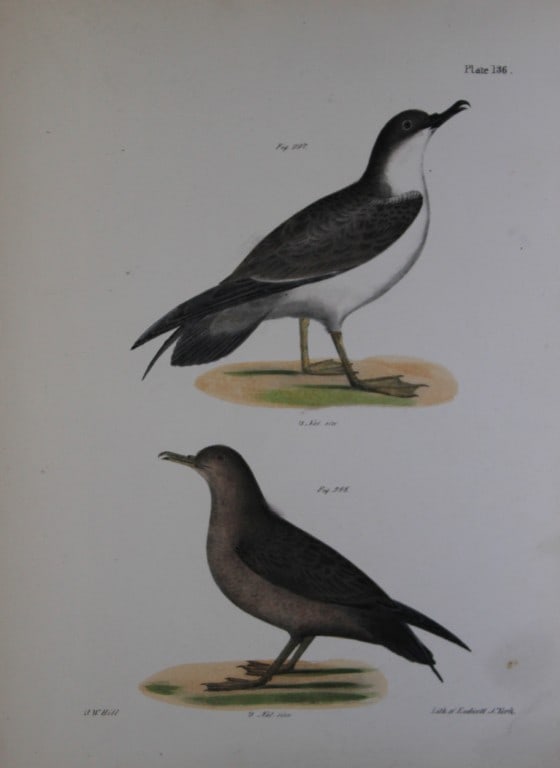 James E DeKay - Plate CXXXVI The Large Shearwater, young and adult 1844: This original and striking 19th century engraving, drawn mostly from living specimens, have been superbly hand painted by professional colourists.James E. DeKay (1792 ? 1851) was an American zoologist