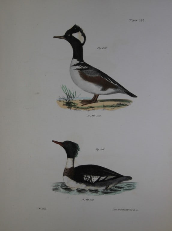 James E DeKay - Plate CXX The Hooded Sheldrake and The Red-breasted Sheldrake 1844: This original and striking 19th century engraving, drawn mostly from living specimens, have been superbly hand painted by professional colourists.James E. DeKay (1792 ? 1851) was an American zoologist