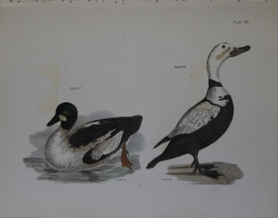 James E DeKay - Plate CXVI The Whistler and The Pied Duck 1844: This original and striking 19th century engraving, drawn mostly from living specimens, have been superbly hand painted by professional colourists.James E. DeKay (1792 ? 1851) was an American zoologist