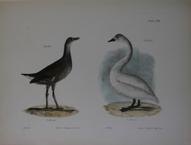 James E DeKay - Plate CV The Florida Gallinule and The American Swan 1844: This original and striking 19th century engraving, drawn mostly from living specimens, have been superbly hand painted by professional colourists.James E. DeKay (1792 ? 1851) was an American zoologist