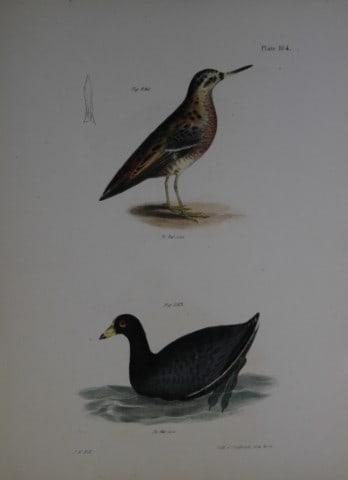 James E DeKay - Plate CIV The Red Phalarope and The American Coot 1844: This original and striking 19th century engraving, drawn mostly from living specimens, have been superbly hand painted by professional colourists.James E. DeKay (1792 ? 1851) was an American zoologist
