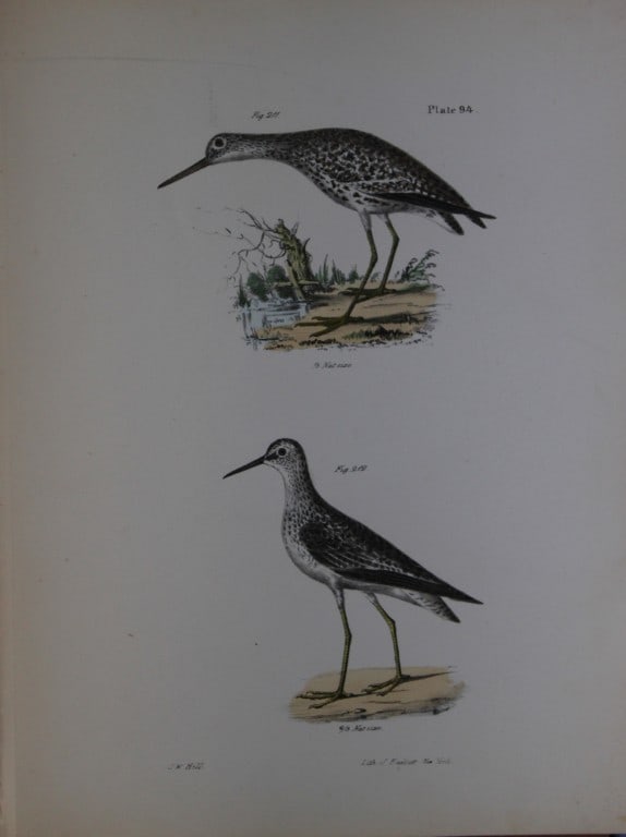 James E DeKay - Plate XCIV The Varied Tatler and The Yellowlegs 1844: This original and striking 19th century engraving, drawn mostly from living specimens, have been superbly hand painted by professional colourists.James E. DeKay (1792 ? 1851) was an American zoologist