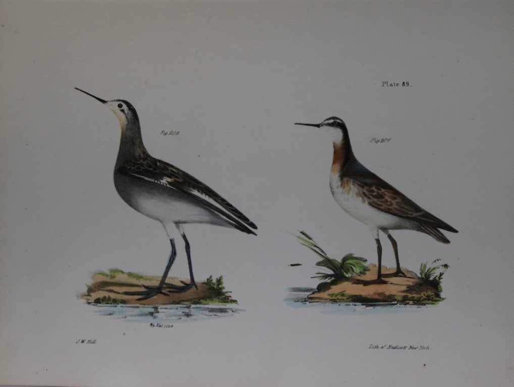 James E DeKay - Plate LXXXIX Wilson's Holopode 1844: This original and striking 19th century engraving, drawn mostly from living specimens, have been superbly hand painted by professional colourists.James E. DeKay (1792 ? 1851) was an American zoologist