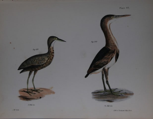 James E DeKay - Plate LXXXIII The American Bittern and The Small Bittern 1844: This original and striking 19th century engraving, drawn mostly from living specimens, have been superbly hand painted by professional colourists.James E. DeKay (1792 ? 1851) was an American zoologist