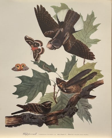 JJ Audubon - Whippoorwill 1964 (1 of 1)