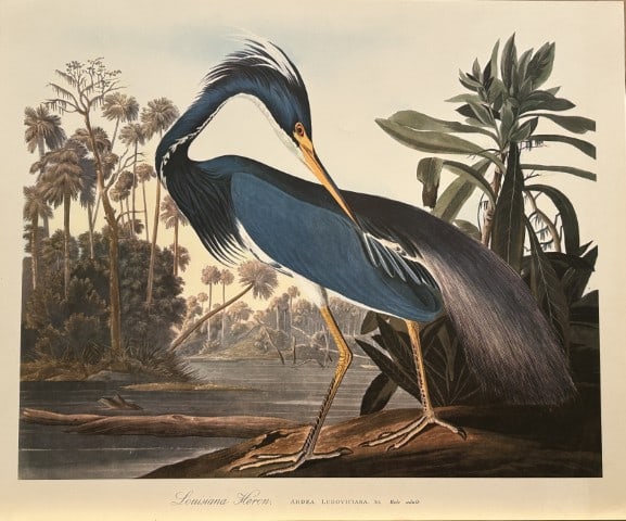JJ Audubon - Louisiana Heron 1964 (1 of 1)