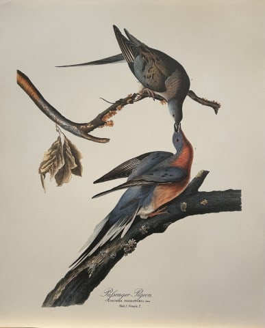 JJ Audubon - Passenger Pigeon 1964: Vintage print by John James Audubon from the The Audubon Portfolio by George Dock Jr.Size: 14in x 17in (36cm x 44 cm)
