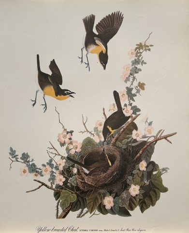 JJ Audubon - Yellow-breasted Chat 1964 (1 of 1)