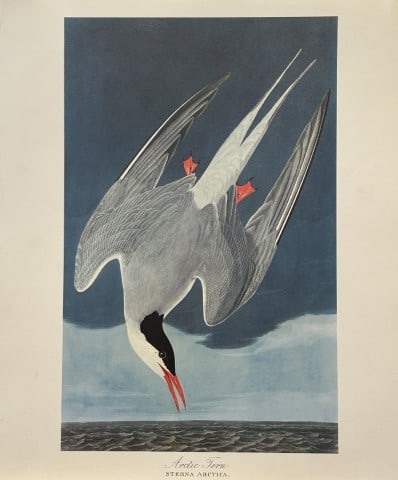 JJ Audubon - Arctic Tern 1964 (1 of 1)