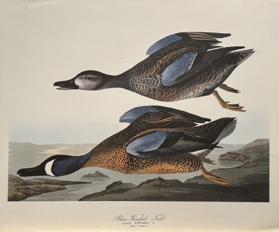 JJ Audubon - Blue-winged Teal 1964 (1 of 1)