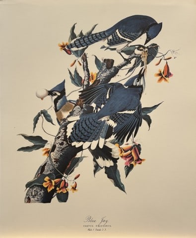 JJ Audubon - Blue Jay 1964 (1 of 1)