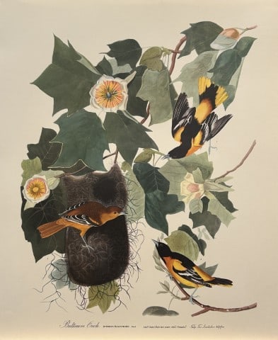 JJ Audubon - Baltimore Oriole 1964: Vintage print by John James Audubon from the The Audubon Portfolio by George Dock Jr.Size: 14in x 17in (36cm x 44 cm)