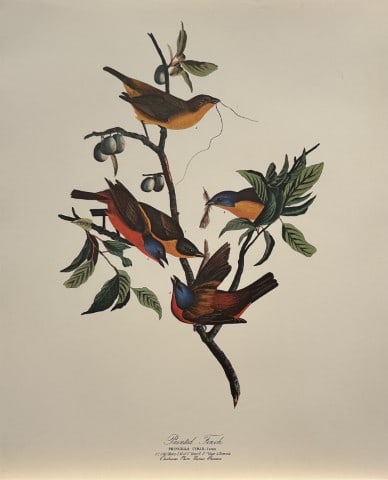 JJ Audubon - Painted Finch 1964: Vintage print by John James Audubon from the The Audubon Portfolio by George Dock Jr.Size: 14in x 17in (36cm x 44 cm)