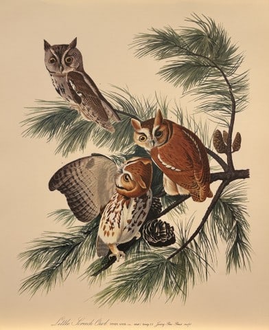 JJ Audubon - Little Screech Owl 1964 (1 of 1)