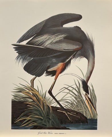 JJ Audubon - Great Blue Heron 1964 (1 of 1)