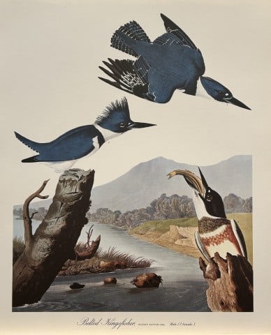 JJ Audubon - Belted Kingfisher 1964 (1 of 1)