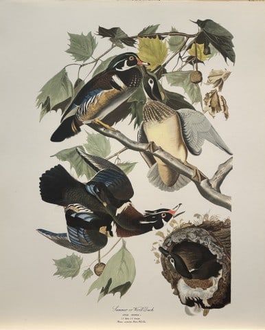 JJ Audubon - Summer or Wood Duck 1964: Vintage print by John James Audubon from the The Audubon Portfolio by George Dock Jr.Size: 14in x 17in (36cm x 44 cm)