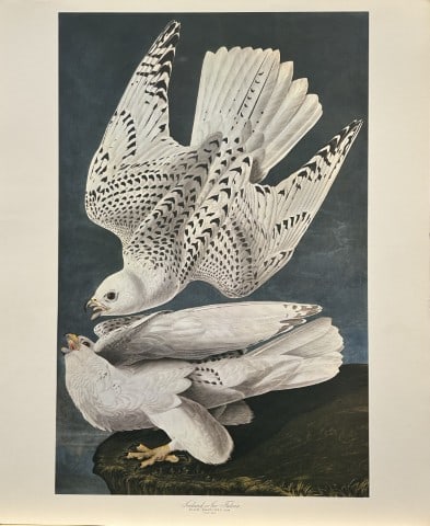 JJ Audubon - Iceland or Jer Falcon 1964 (1 of 1)
