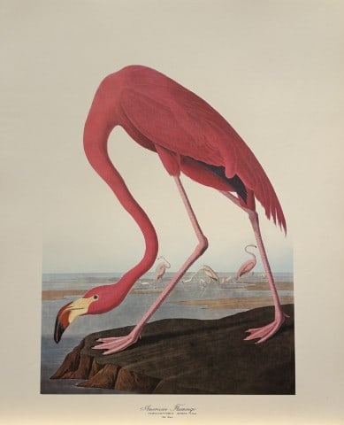 JJ Audubon - American Flamingo 1964 (1 of 1)