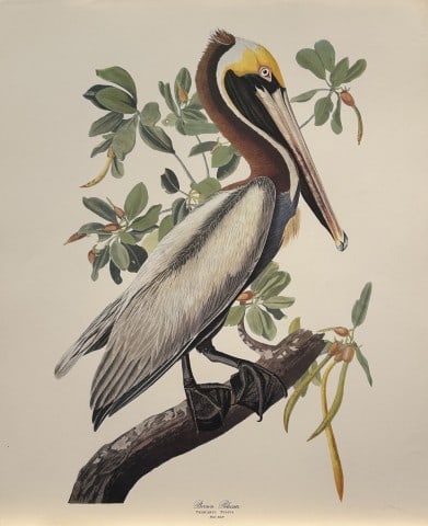 JJ Audubon - Brown Pelican 1964: Vintage print by John James Audubon from the The Audubon Portfolio by George Dock Jr.Size: 14in x 17in (36cm x 44 cm)