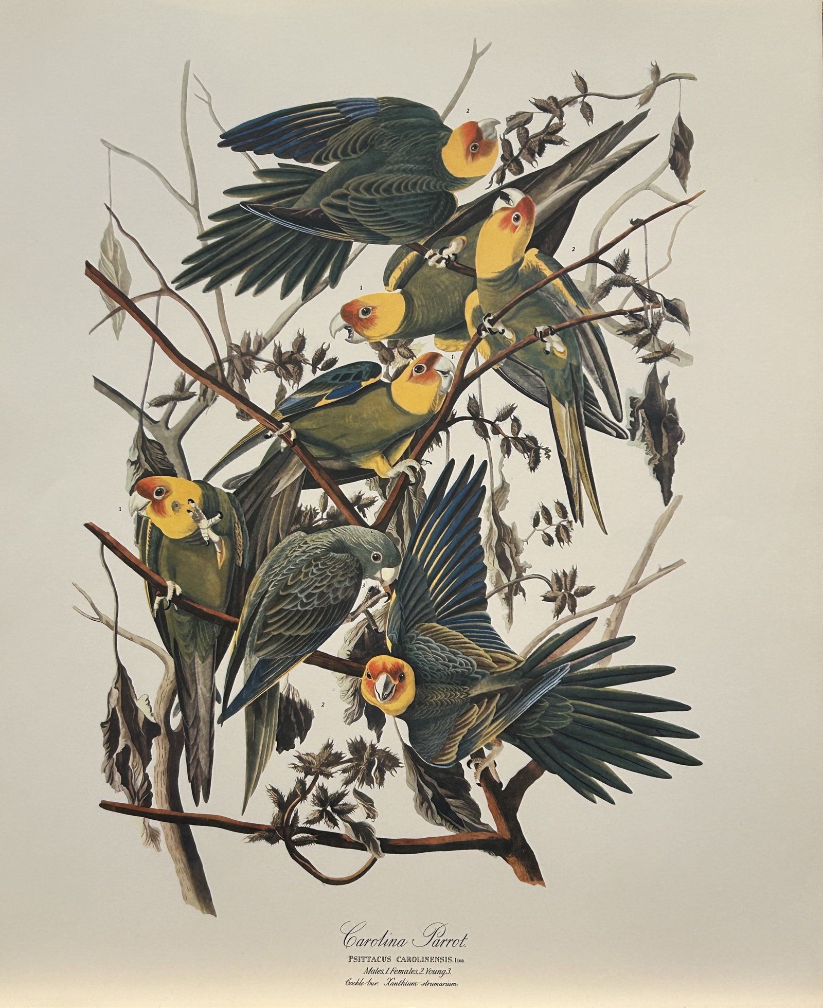 JJ Audubon - Carolina Parrot 1964 (1 of 1)