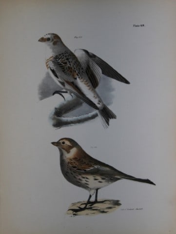 James E DeKay - Plate LXIX The White Snowbird and The Lapland Snowbird 1844: This original and striking 19th century engraving, drawn mostly from living specimens, have been superbly hand painted by professional colourists.James E. DeKay (1792 ? 1851) was an American zoologist