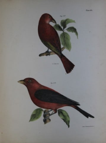 James E DeKay - Plate LXV The Redbird and The Black-winged Redbird 1844: This original and striking 19th century engraving, drawn mostly from living specimens, have been superbly hand painted by professional colourists.James E. DeKay (1792 ? 1851) was an American zoologist