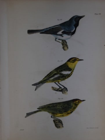 James E DeKay -Plate LVIII The Black-throated Blue Warbler, The Cape-May Warbler and The Nashville: This original and striking 19th century engraving, drawn mostly from living specimens, have been superbly hand painted by professional colourists.James E. DeKay (1792 ? 1851) was an American zoologist