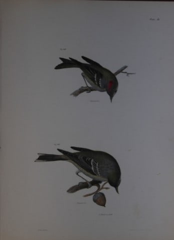 James E DeKay - Plate LV The Worm-eating Warbler and The Blue-winged Warbler 1844: This original and striking 19th century engraving, drawn mostly from living specimens, have been superbly hand painted by professional colourists.James E. DeKay (1792 ? 1851) was an American zoologist