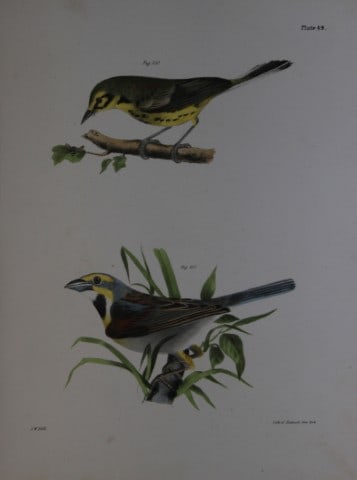James E DeKay - Plate XLIX The Prairie Warbler and The Black-throated Bunting 1844: This original and striking 19th century engraving, drawn mostly from living specimens, have been superbly hand painted by professional colourists.James E. DeKay (1792 ? 1851) was an American zoologist