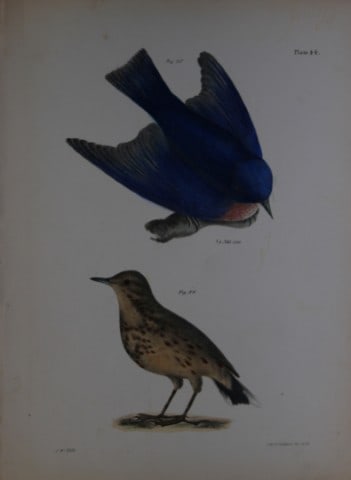 James E DeKay - Plate XLIV The Bluebird and The American Titlark 1844: This original and striking 19th century engraving, drawn mostly from living specimens, have been superbly hand painted by professional colourists.James E. DeKay (1792 ? 1851) was an American zoologist