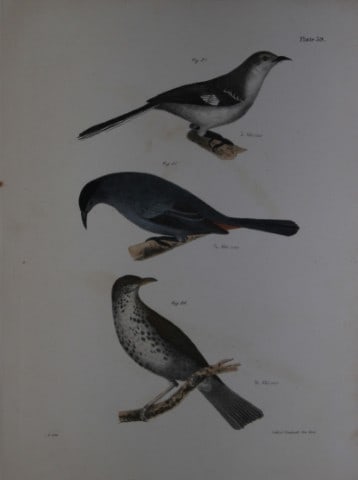 James E DeKay - Plate XXXIX The Mocking-bird, The Cat-bird and The Wood Thrush 1844: This original and striking 19th century engraving, drawn mostly from living specimens, have been superbly hand painted by professional colourists.James E. DeKay (1792 ? 1851) was an American zoologist