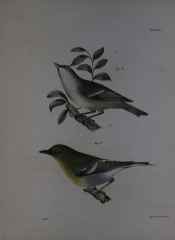 James E DeKay - Plate XXXV The Solitary Greenlet and The Yellow-throated Greenlet 1844: This original and striking 19th century engraving, drawn mostly from living specimens, have been superbly hand painted by professional colourists.James E. DeKay (1792 ? 1851) was an American zoologist